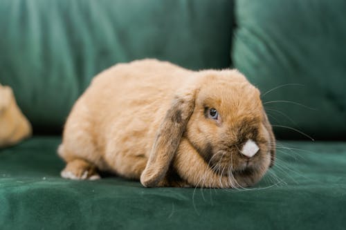 Bunny Lying on a Green Sofa