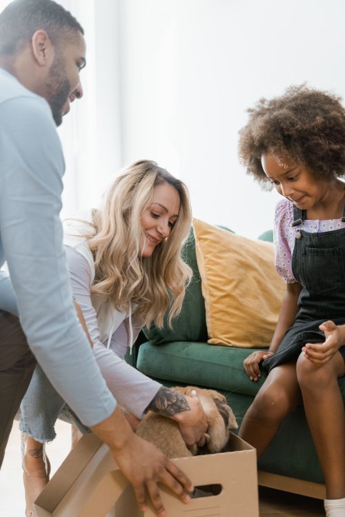 Free A joyful family discovers a surprise rabbit inside a cardboard box. Stock Photo