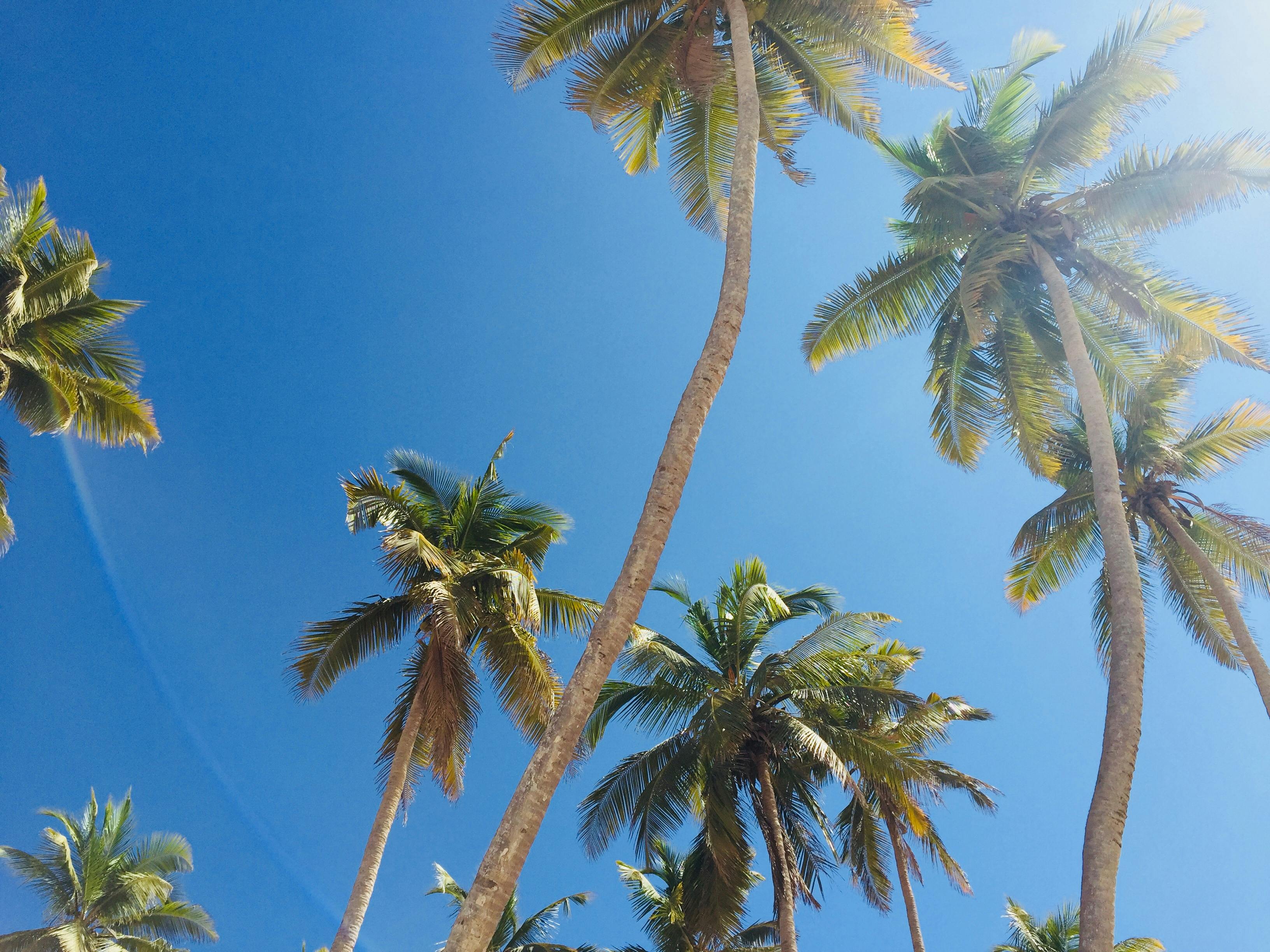 Free stock photo of coconut trees, palm trees, salalah