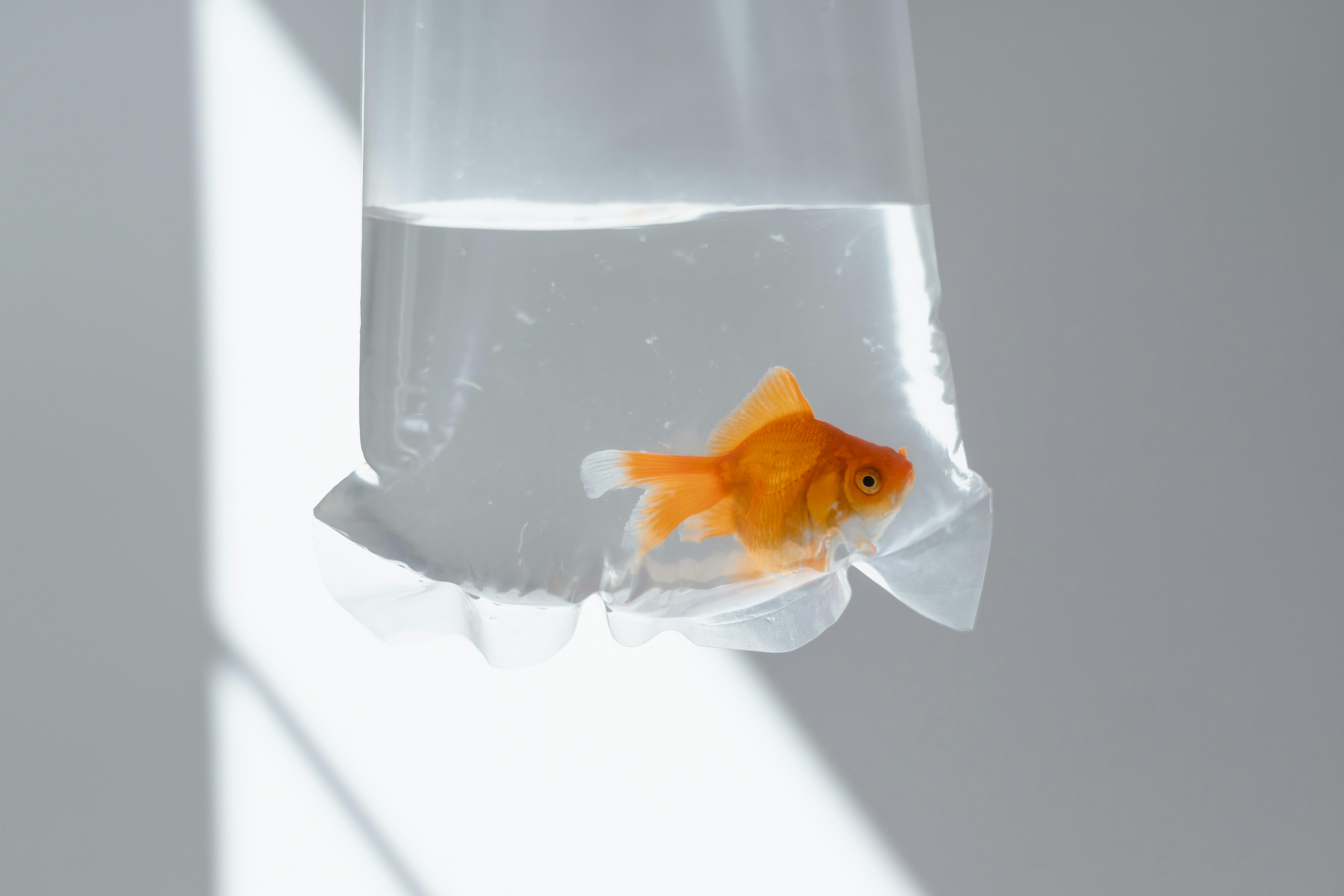 Goldfish in bag Stock Photo - Alamy