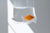 Orange and White Fish in Clear Glass Container