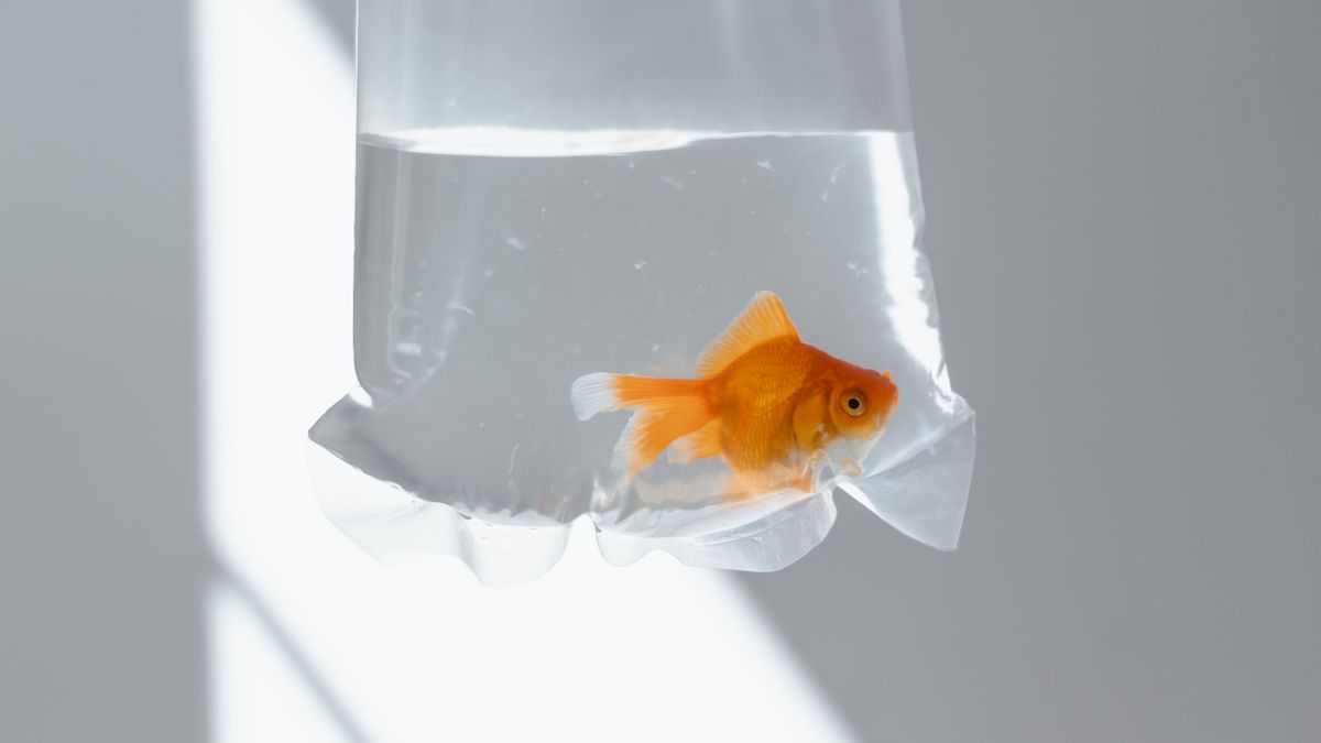 Goldfish transported inside a clear plastic bag filled with water