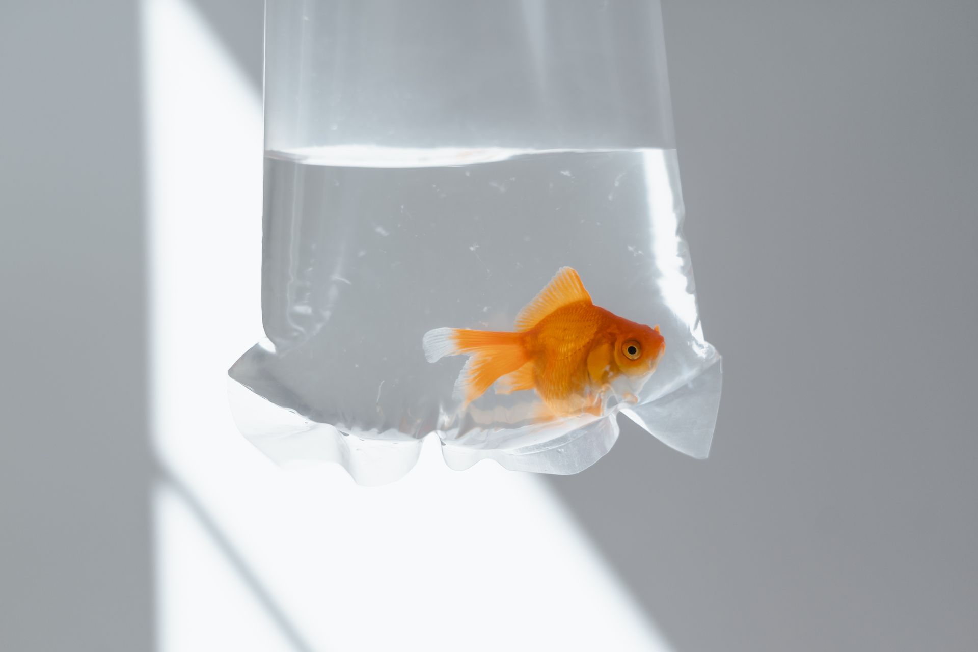 A Goldfish in a Plastic Bag