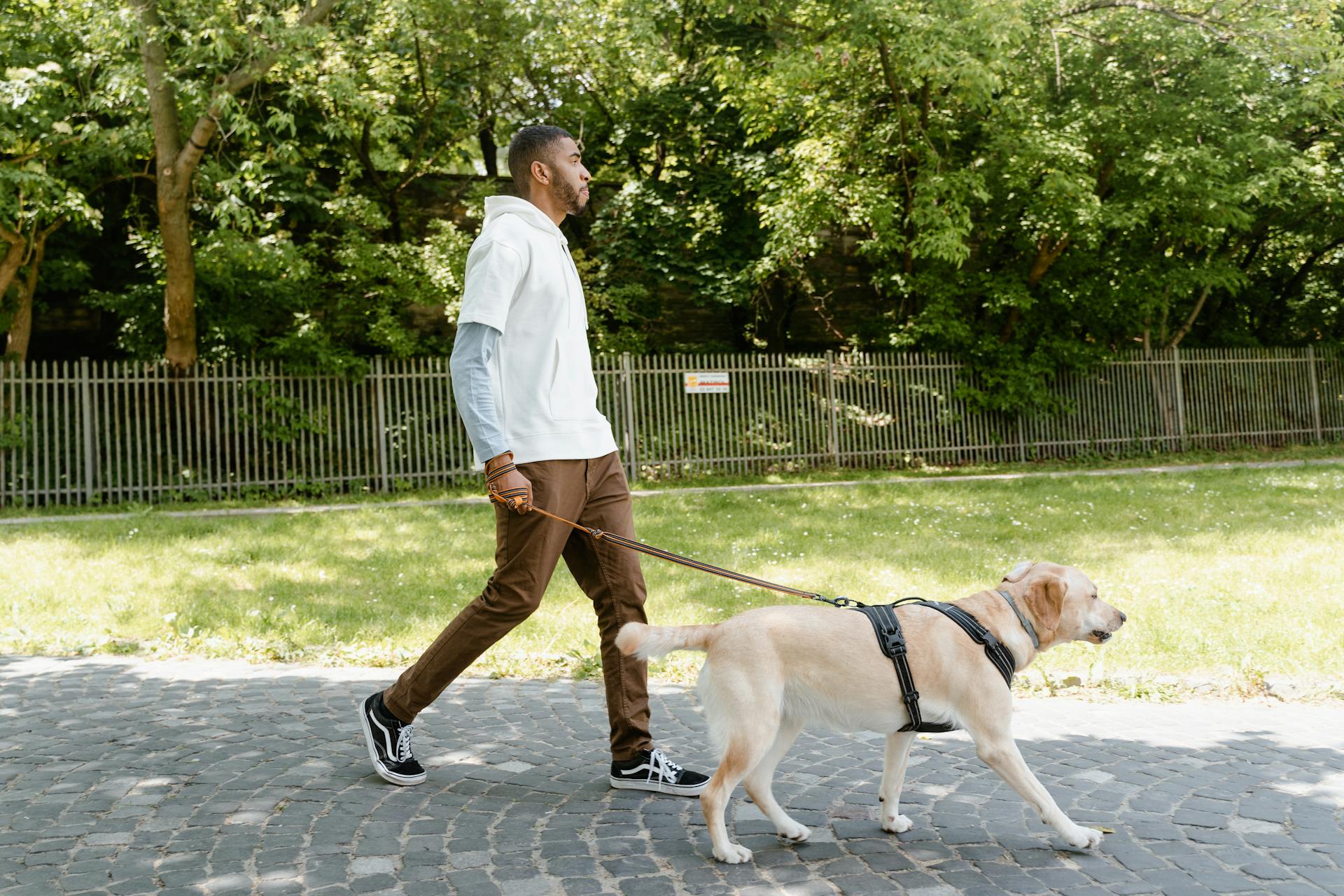 Man Walking Holding the Leash of a Dog