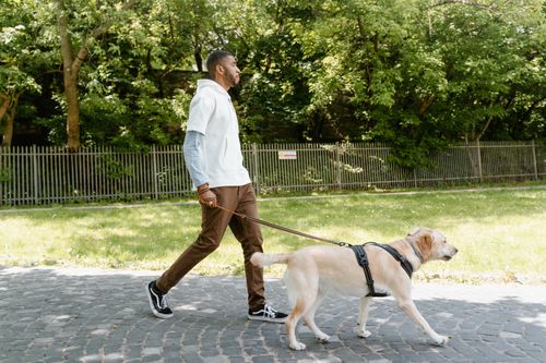 Free Man enjoying a walk with his Labrador retriever on a sunny day in the park. Stock Photo