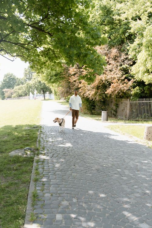 Free A person walks their dog on a cobbled path under a sunny, lush tree-lined area. Stock Photo
