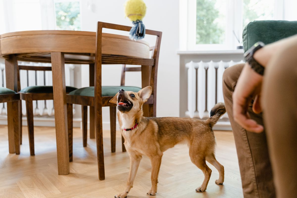 Dog scratching and itching on carpet