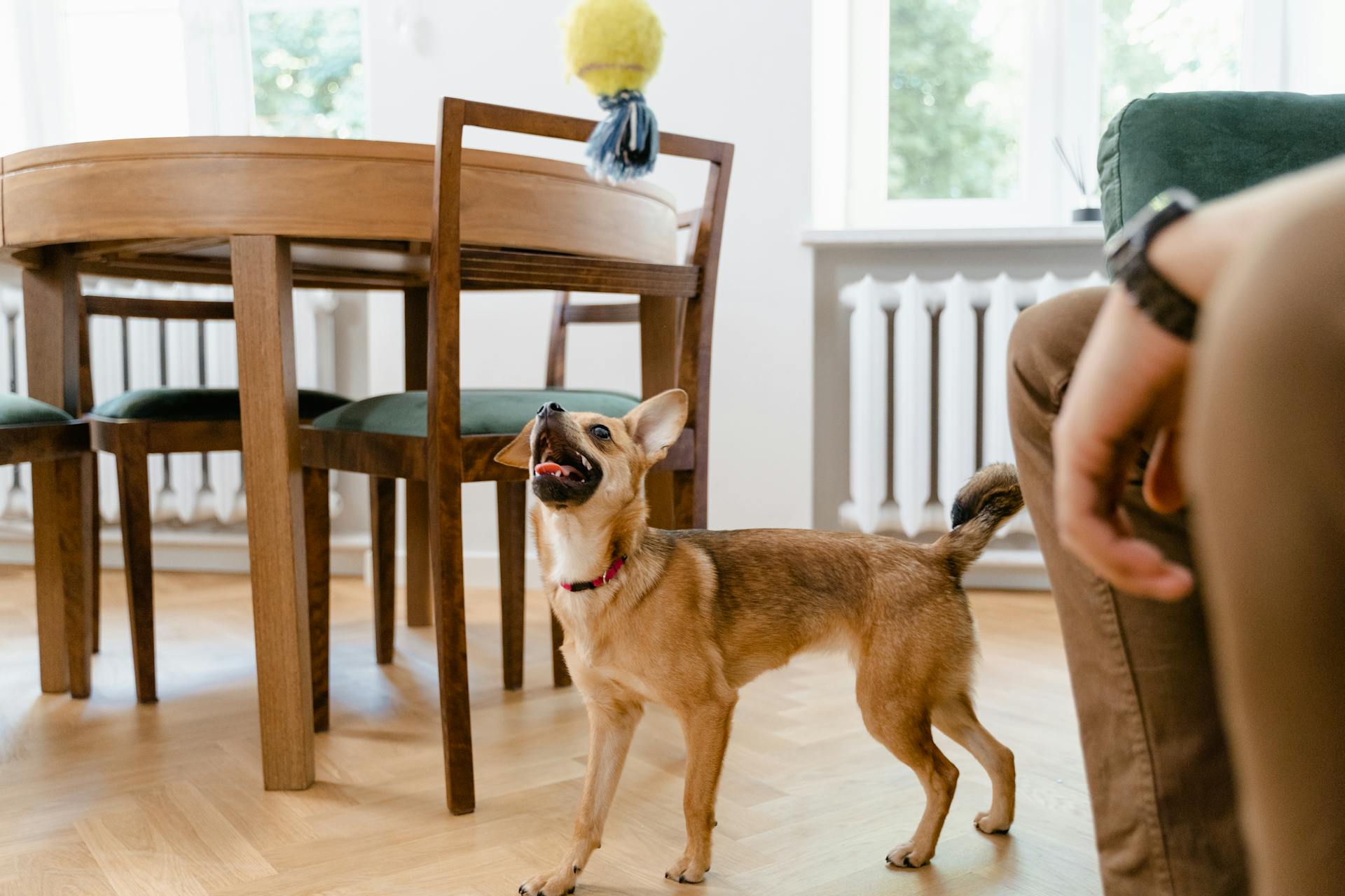 A Cute Brown Dog