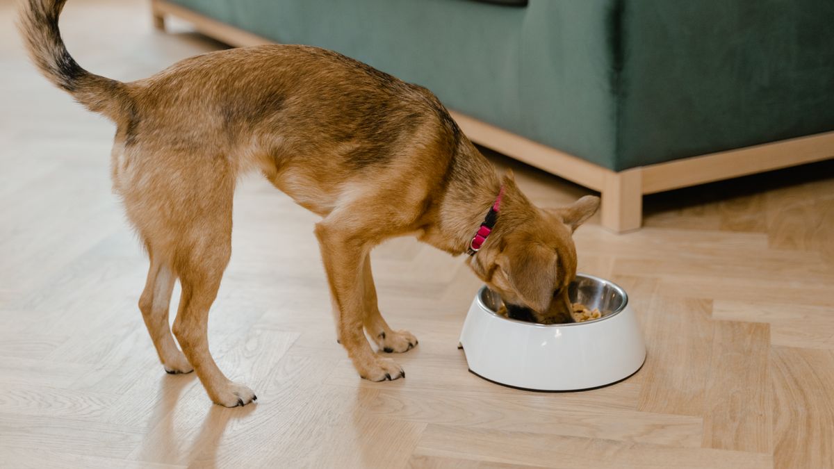 Small-Breed Puppy Food: Size, Calories and Growth Needs