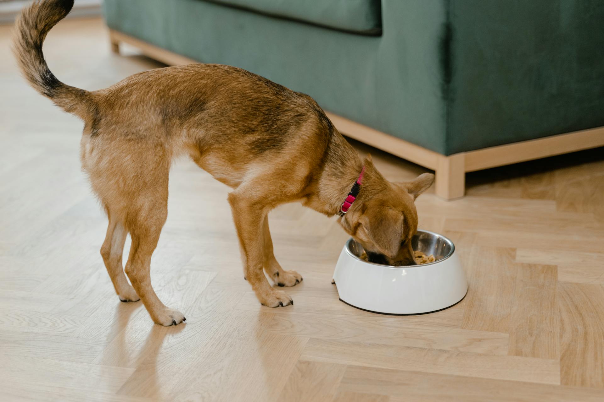 Un chien mangeant dans un bol