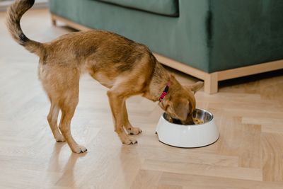 Small puppy eating kibble