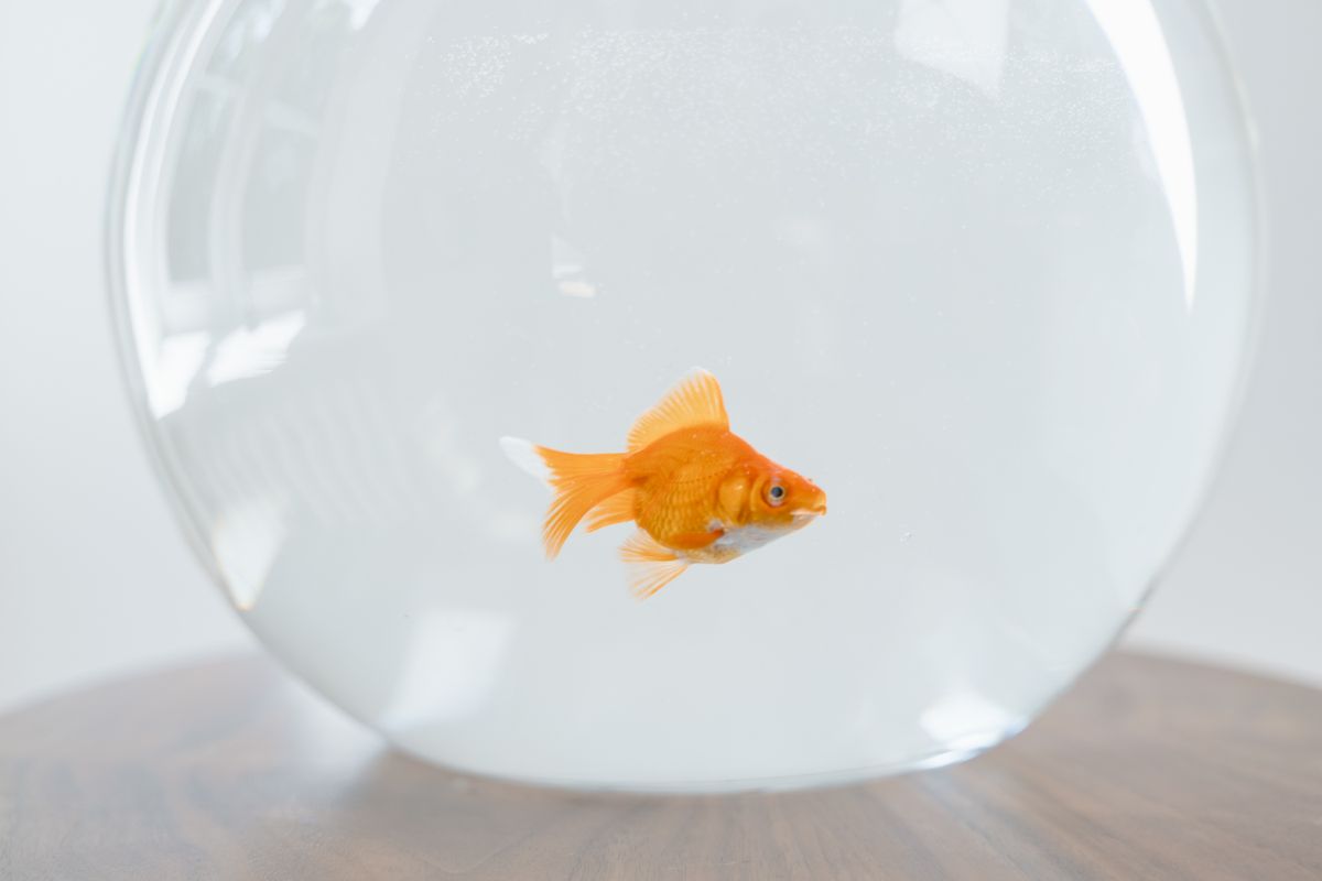 Do goldfish really have a 3-second memory?