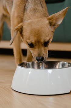 A curious chihuahua dog eating from a shiny bowl indoors, captured in a warm light setting.