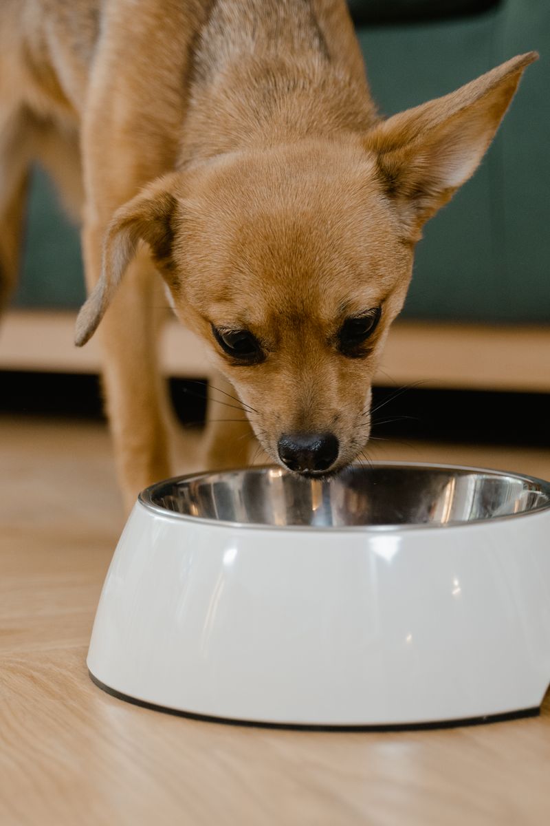 Kase içindeki kuru mamaya yaklaşan bir köpek