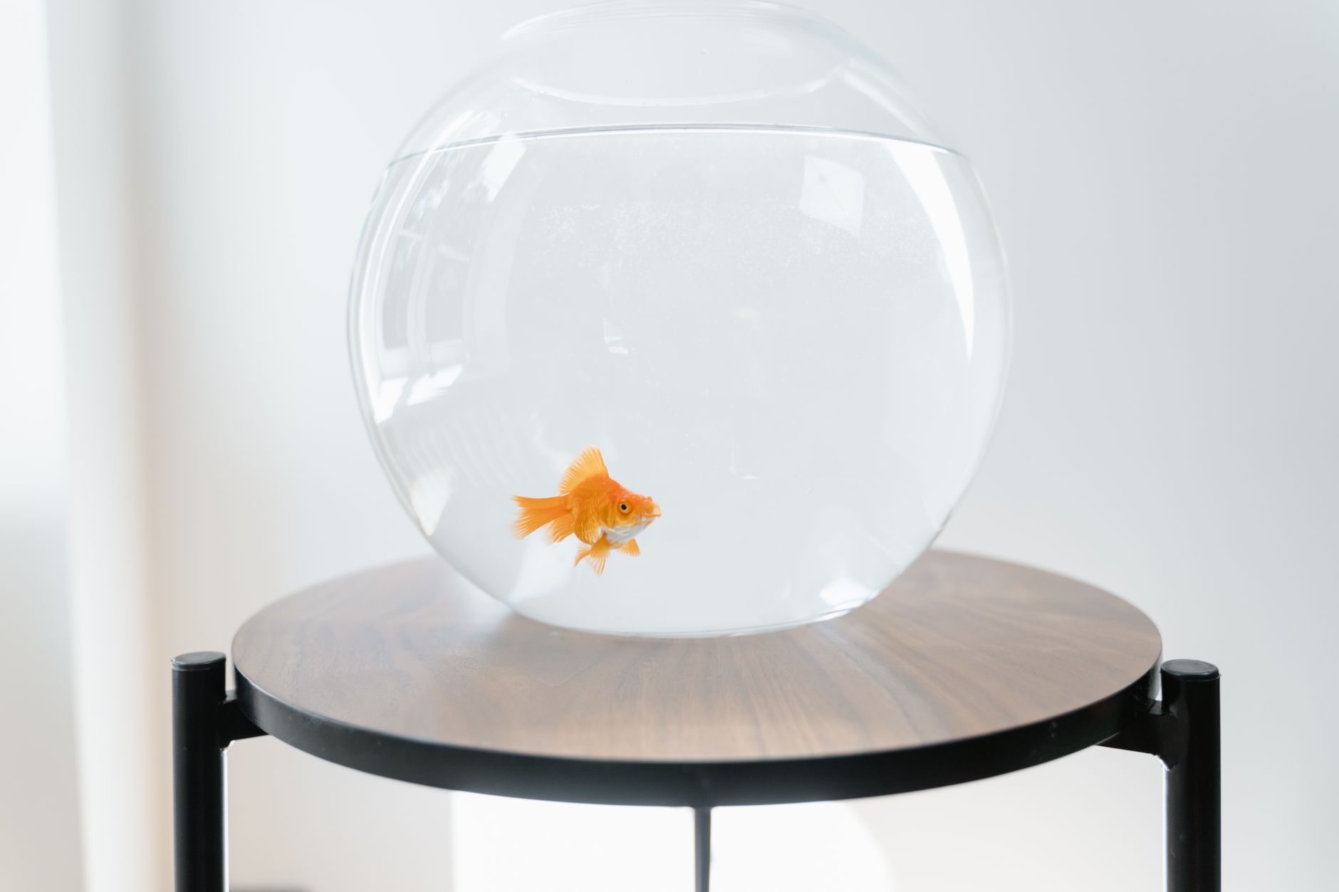 How to Set Up a Quarantine Tank (And Why You Need One)