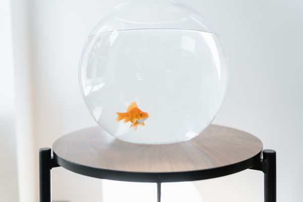 Goldfish swimming in a glass bowl
