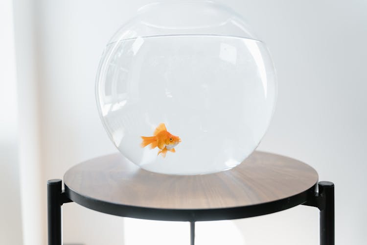 A Orange Fish In A Fish Bowl