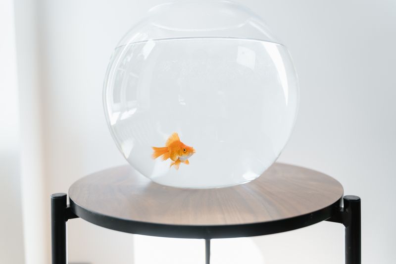 Goldfish swimming in a glass bowl