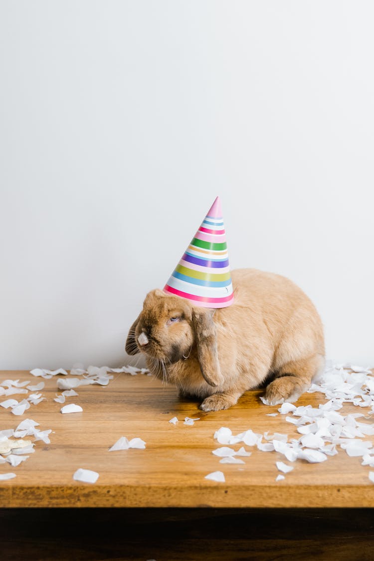 Rabbit With A Party Hat