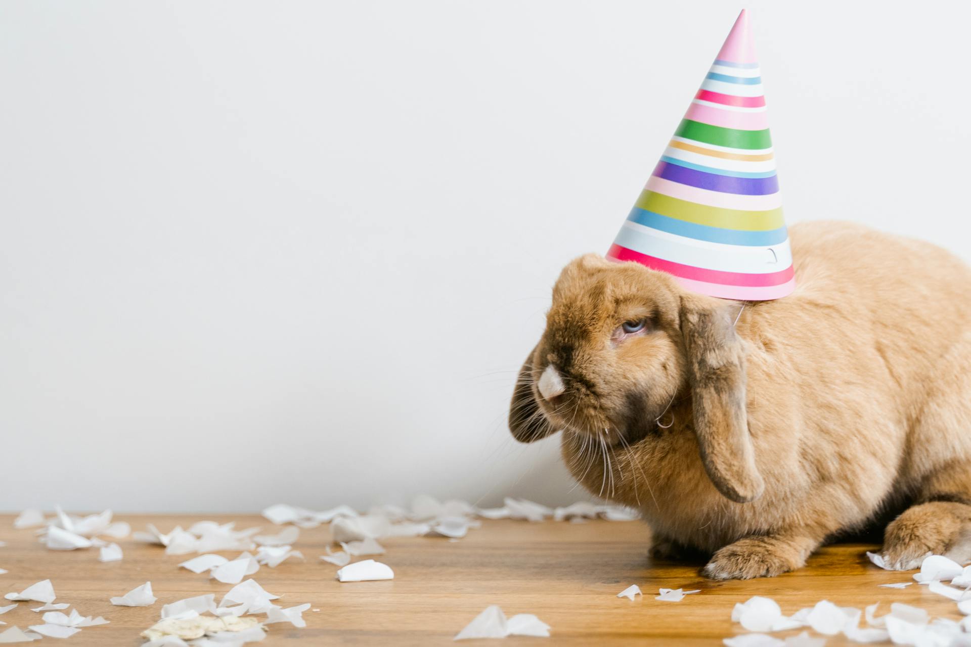 A Bunny With a Party Hat