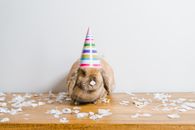 A Cute Rabbit Wearing a Party Hat