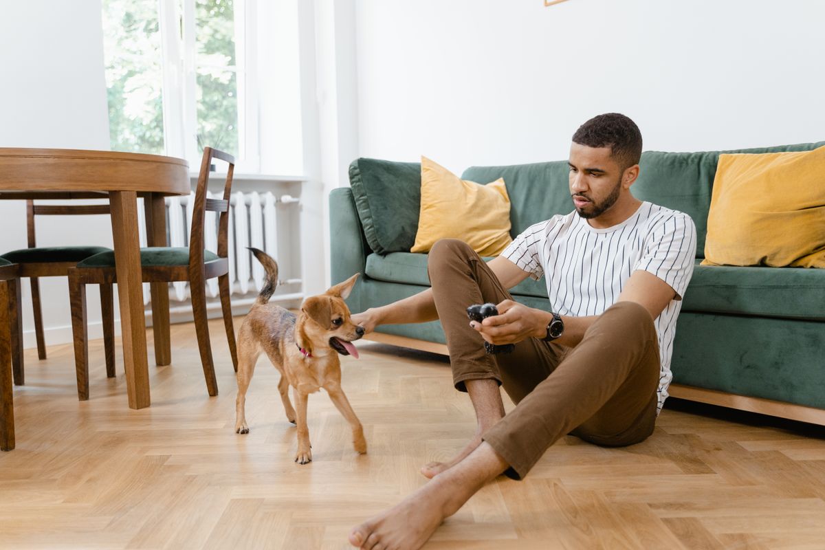 A happy dog plays in a bright room, showing that belly band routines should fit normal daily life, not feel clinical.