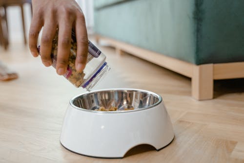 Person Putting Dog Foo on Bowl 