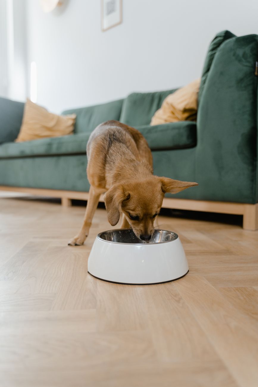 Dog eating from a food bowl at home