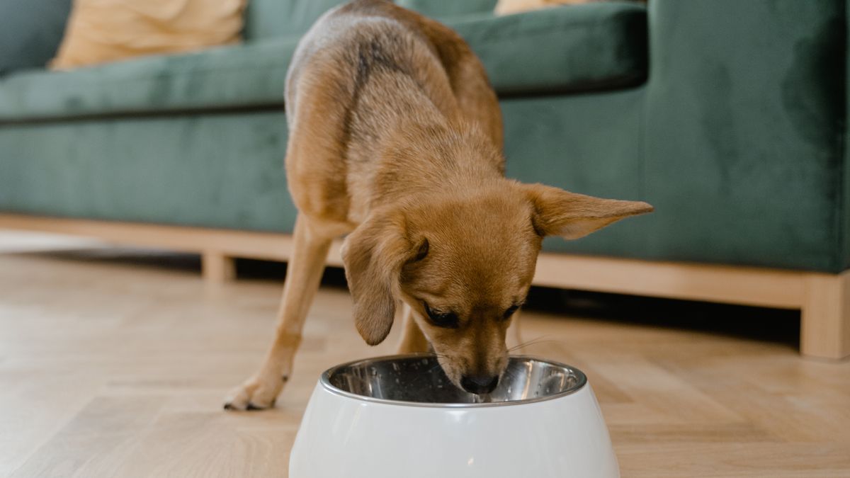 Wet Dog Food for Sensitive Stomachs: Compare Ingredients, Fat, Calories and Cost