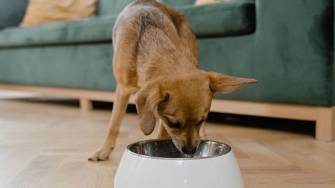 Wet Dog Food for Sensitive Stomachs: Compare Ingredients, Fat, Calories and Cost