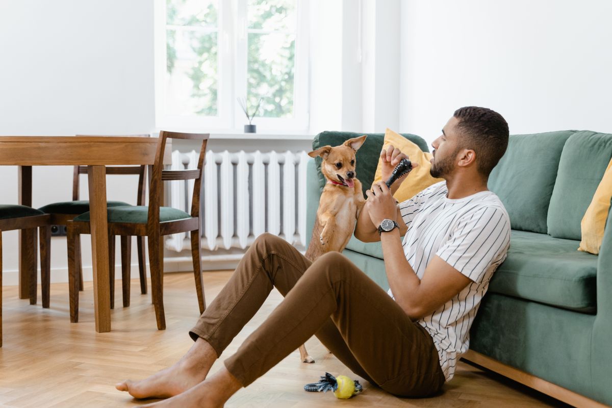 Pet parent playing with a small dog in a comfortable home