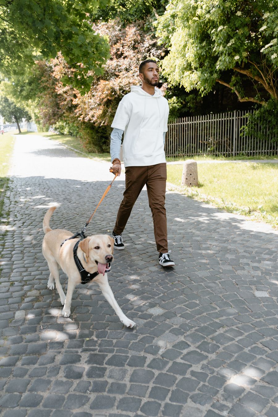 A Labrador walking with their owner on a sunlit cobblestone path