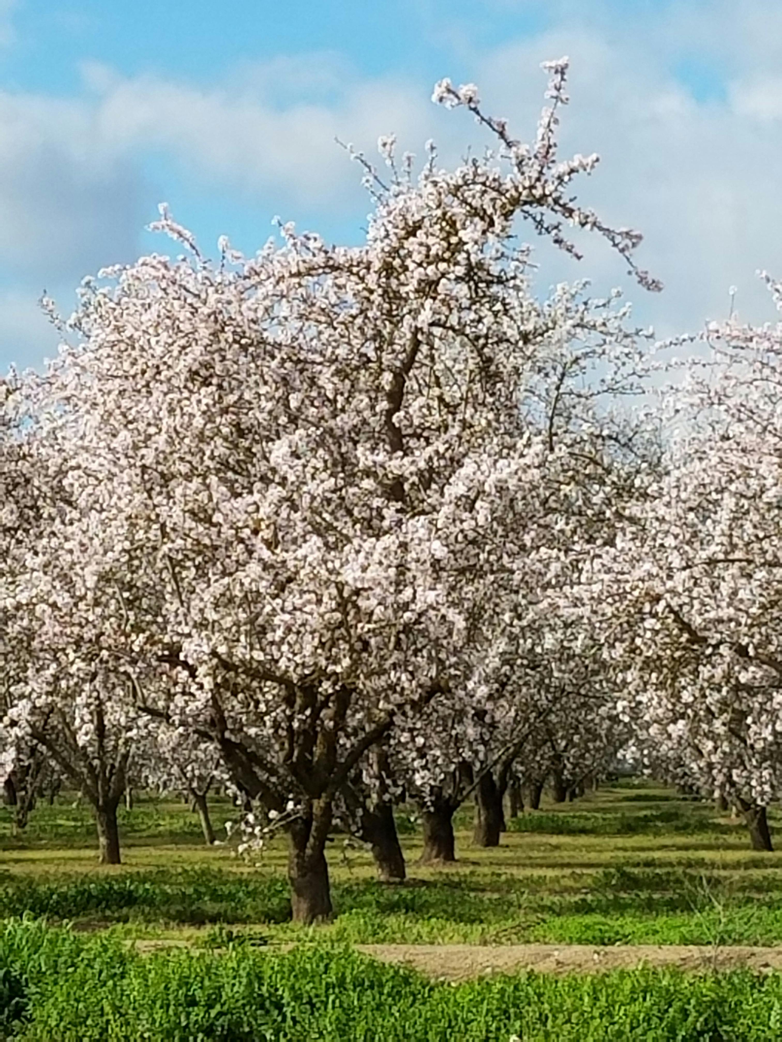 Free stock photo of almond tree
