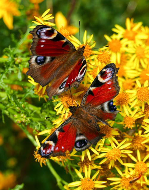 Foto stok gratis arthropoda, bunga kuning, fotografi binatang