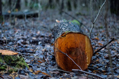 冷色調, 切碎的木頭, 原本 的 免費圖庫相片