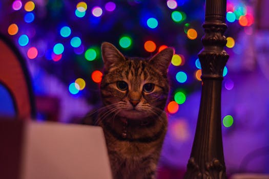 特写镜头中，一只猫的背景是充满活力的散景灯，营造出节日气氛