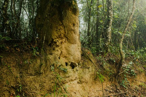 Brown Tree Trunk on Forest