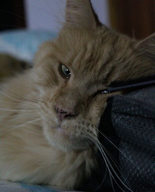 Free stock photo of cat eye, cute animals, furry animals Stock Photo