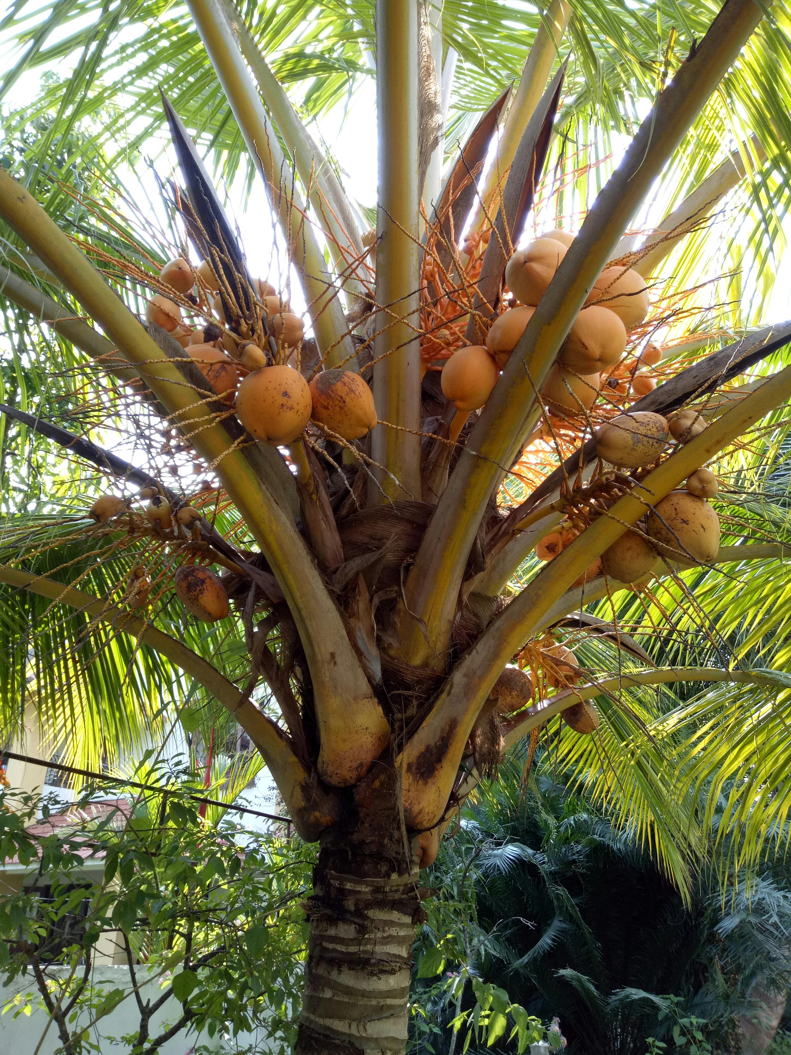 Free stock photo of coconut, coconut tree