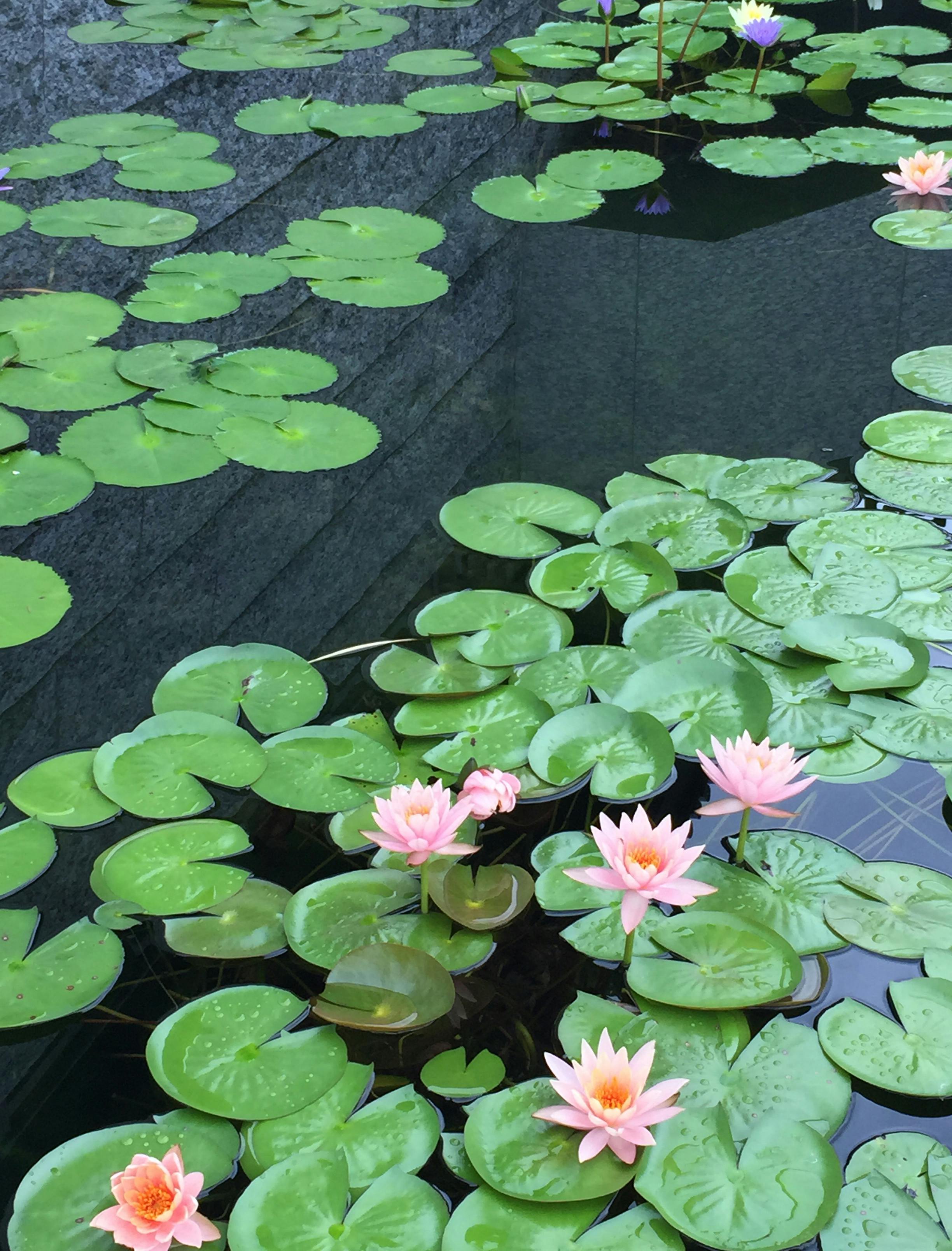 Free stock photo of flower, garden pond, lotus