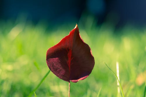 Фотография с селективным фокусом на красный лепесток цветка