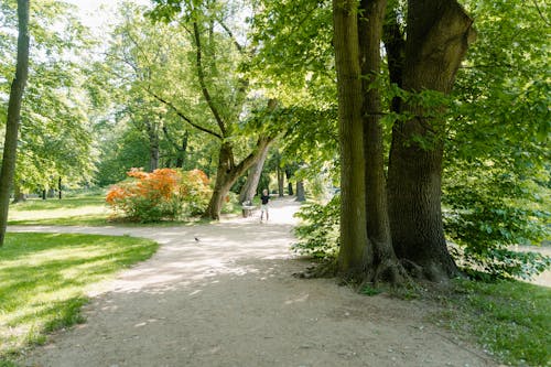 A tranquil park scene with a jogger running along a tree-lined path on a sunny day.