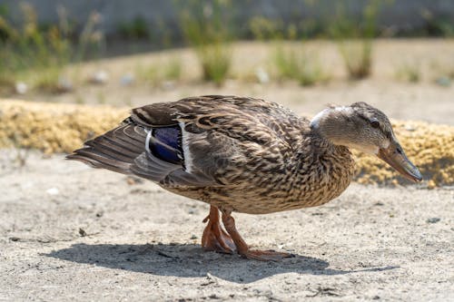 
A Close-Up Shot of a Duck