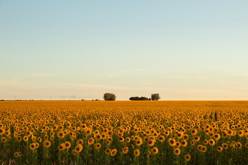 Ingyenes stockfotó ég, mező, napraforgók témában