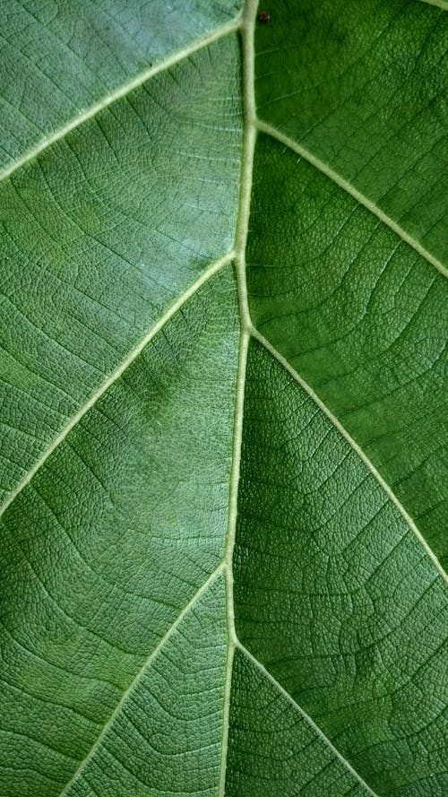 Free Macro Shot of a Green Leaf Stock Photo