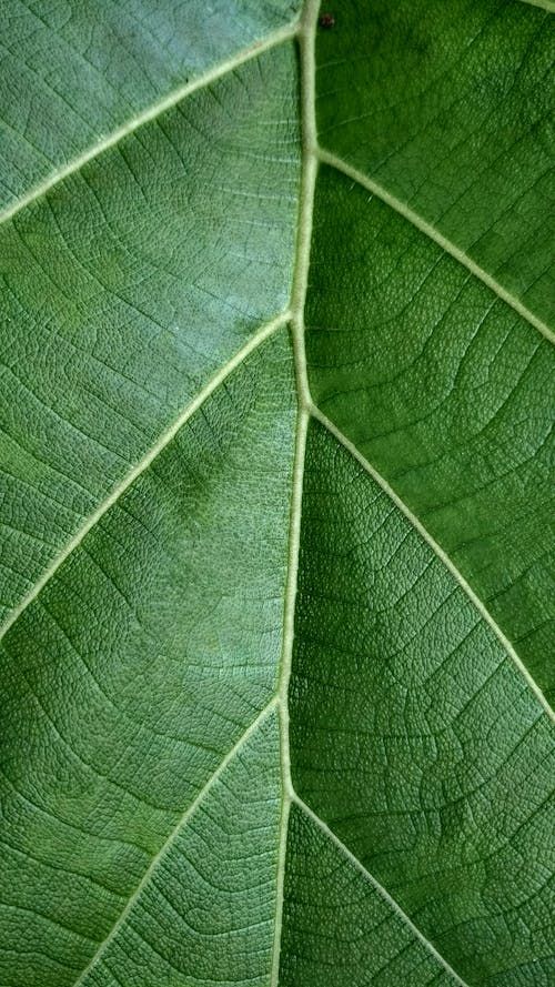 Macro Shot of a Green Leaf