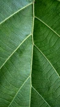 Detailed macro shot of a green leaf revealing its patterns, veins, and texture, perfect for backgrounds or study of natural elements.