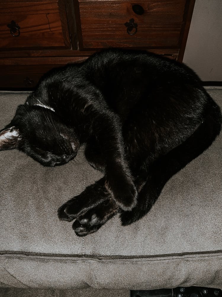 Close-Up Photo Of A Black Cat Sleeping