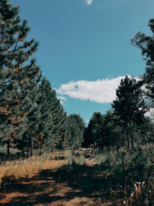 Path in a Forest Between Conifer Trees Under Blue Sky 