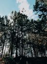 Tall Trees under Blue Sky
